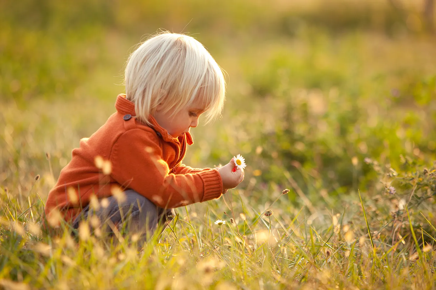 Blondes Kind hält eine Blume auf einer Wiese